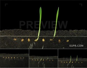 15秒生长小麦种子发芽成长延时 PR/AE/FCPX视频素材